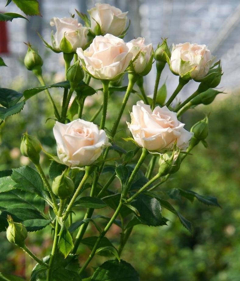 Роза спрей: фото и описание сортов