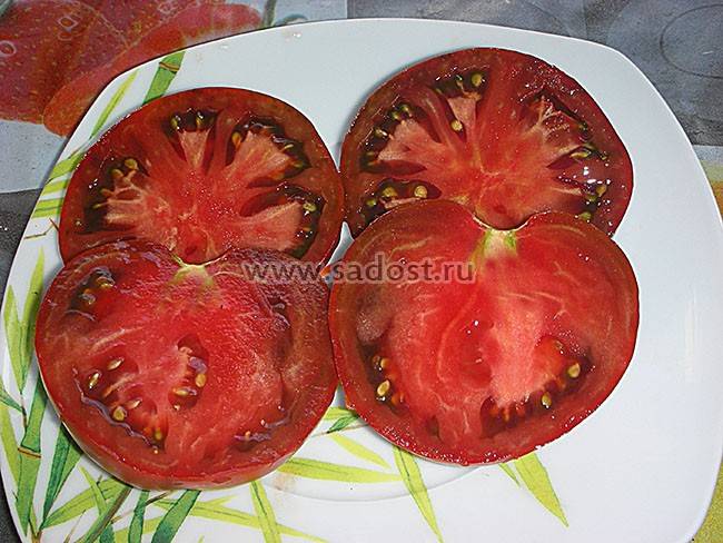 Необычный и эстетичный сорт томата «черный барон» — легкий в выращивании и радующий обилием урожая