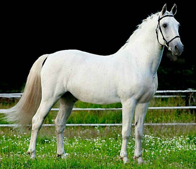 Липицианская лошадь - ogorodguru