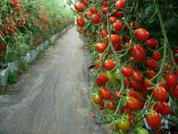 Спрут: описание сорта томата, характеристики помидоров, выращивание