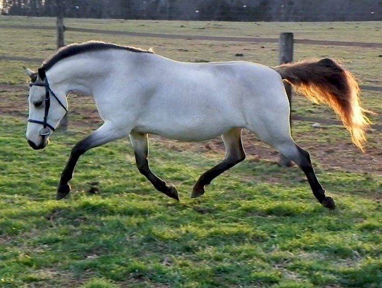 Породы лошадей: топ-150 фото популярных видов лошадей. список лучших пород с характеристикой и нюансами содержания