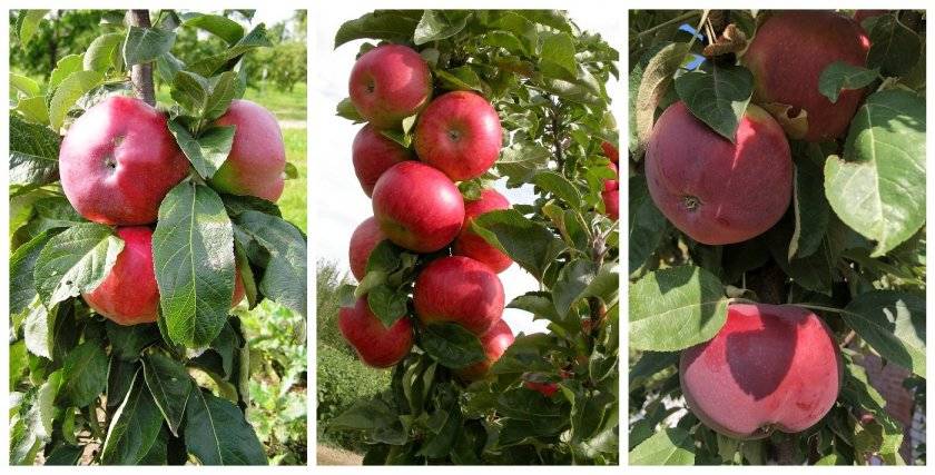 Колоновидная яблоня останкино: описание сорта и фото, рекомендации по выращиванию и уходу selo.guru — интернет портал о сельском хозяйстве