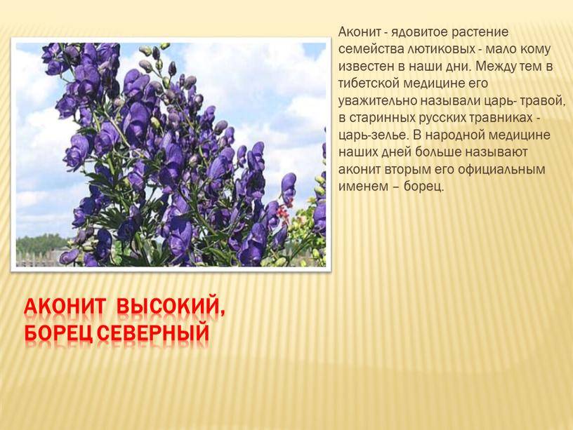 Опасные растения средней полосы: самый полный список на supersadovnik.ru