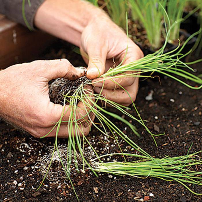 Как сажать лук порей семенами на рассаду