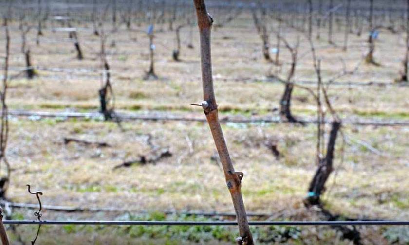Восстановление поврежденного винограда после зимовки и заморозков