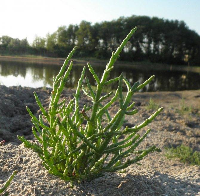 О траве солерос: как выглядит растение, полезные свойства, где применяется