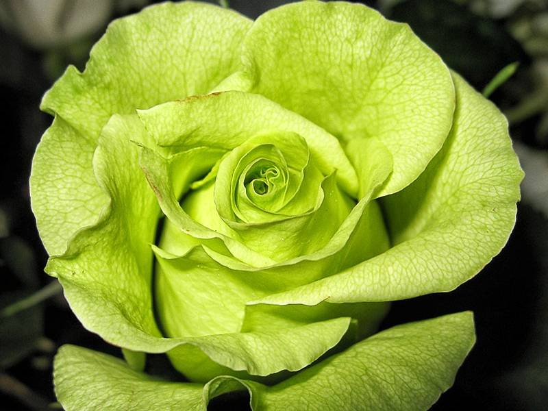 Популярные сорта роз с зелеными лепестками цветов с названиями и описанием