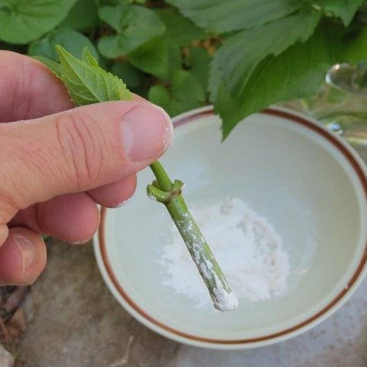 Гортензия садовая: размножение черенками, отводками и семенами
