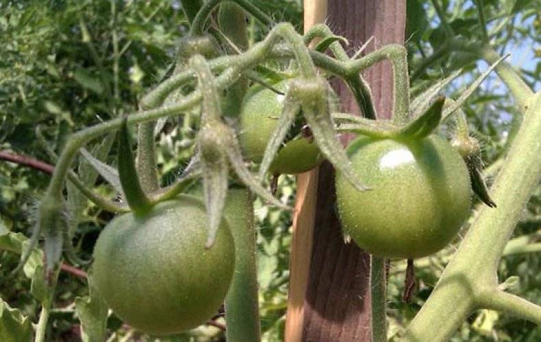 Описание лучших сортов томатов для самарской области