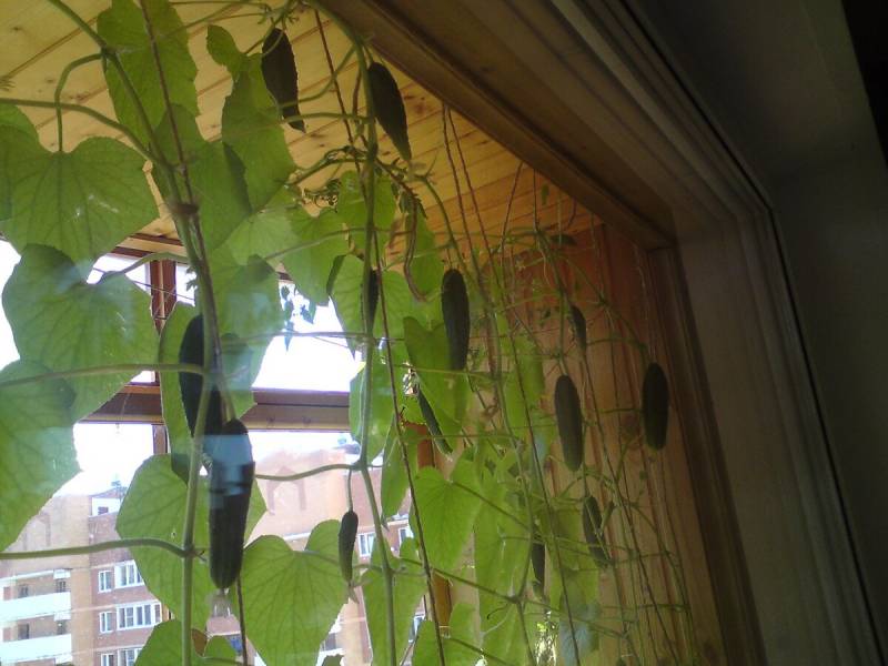 Как вырастить огурцы на подоконнике в квартире: технология выращивания богатого урожая