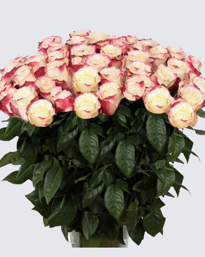 Роза свитнесс (sweetness) — описание сортового куста