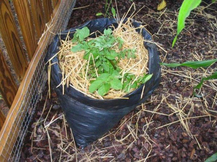 Как вырастить картофель в мешках в домашних условиях