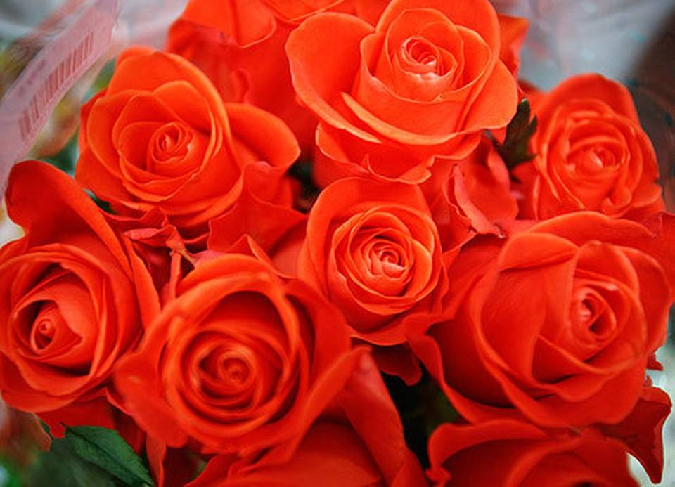 Все о красных розах: характеристика самых красивых сортов алой розы