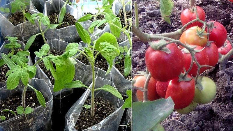 Подкормка рассады помидоров в домашних условиях: правила, средства, рецепты