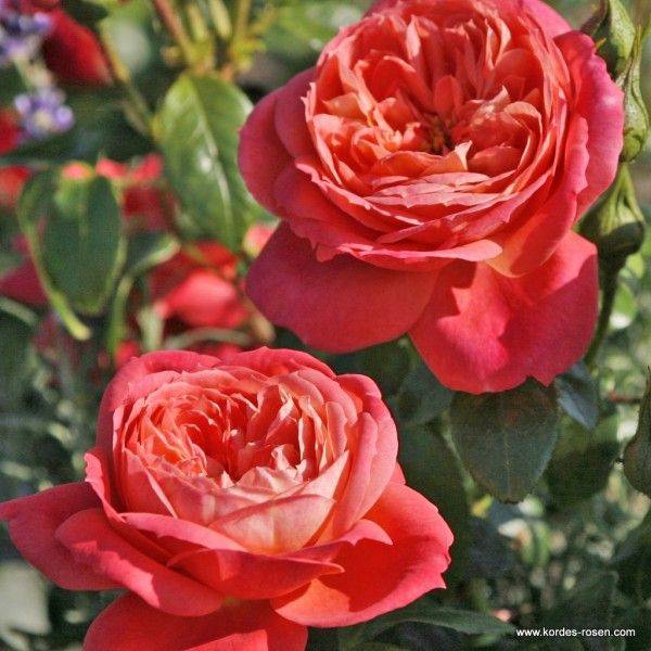 Роза queen of hearts (куин оф хартс): описание и характеристики