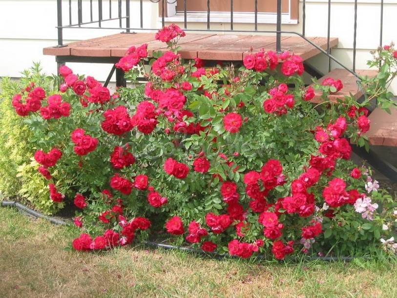 ✅ о розе adelaide hoodless: описание и характеристики, выращивание канадской розы - tehnomir32.ru