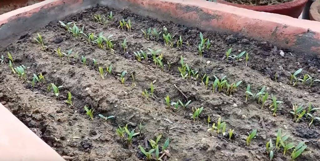 Выращивание кинзы из семян на подоконнике и в открытом грунте