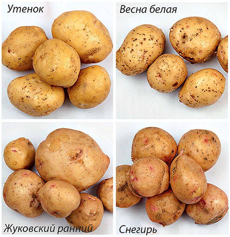 Урожайные сорта картофеля в 2021 году