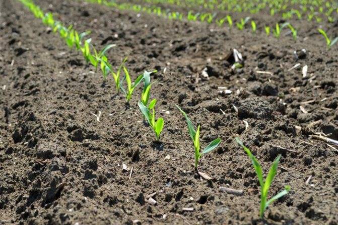 Правильная посадка семян сахарной кукурузы в открытый грунт в 2021 году 