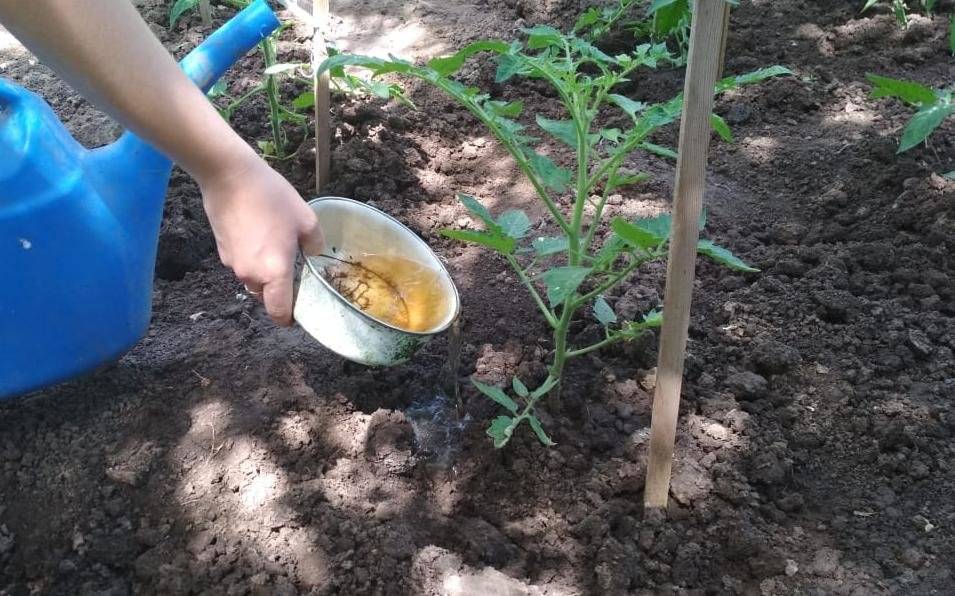 Подкормка томатов: чем подкормить помидоры для повышения урожайности
