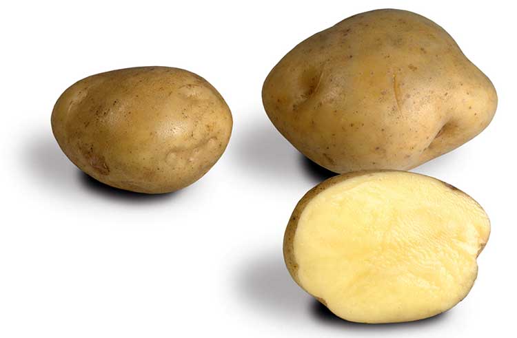 Сорт картофеля лилея: описание и характеристика, отзывы