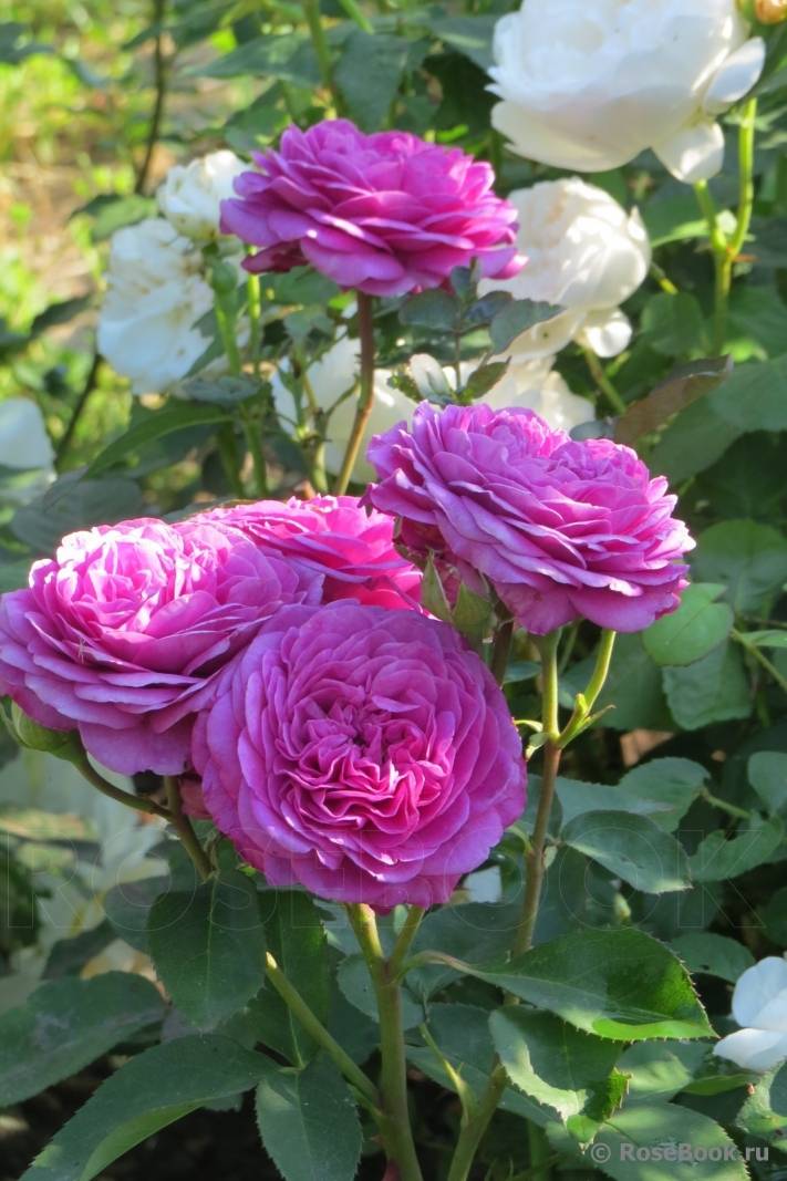 О розе хайди клум (heidi klum): описание и характеристики розы флорибунда