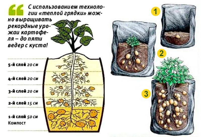 Выращивание картофеля в мешках: технология, нано метод посадки, пошаговая инструкция, фото, видео
