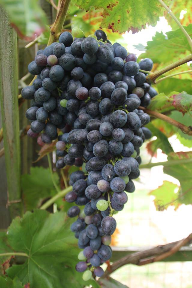 Виноград «аттика» — описание сорта, фото, отзывы, плюсы и минусы сорта, особенности и правила выращивания