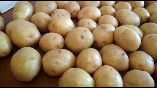 ᐉ сорт картофеля «наташа» – описание и фото - roza-zanoza.ru