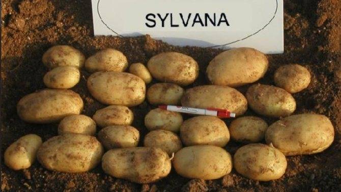 О картофеле накра: описание семенного сорта, характеристики, агротехника