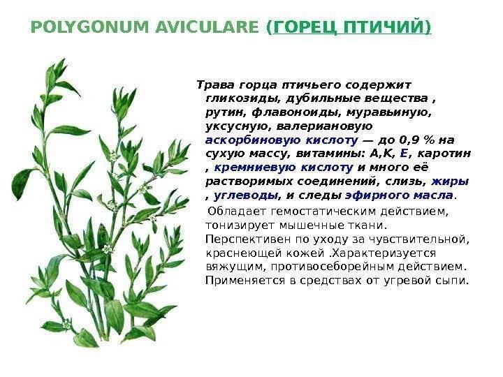 Трава спорыш — лечебные свойства, противопоказания и полезные советы по применению (115 фото)