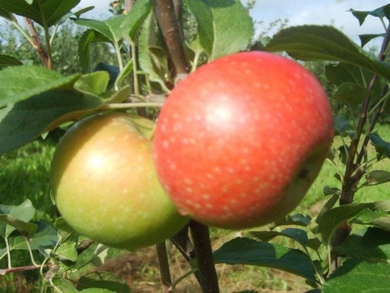 Выращивание и уход за яблоней сорта елена