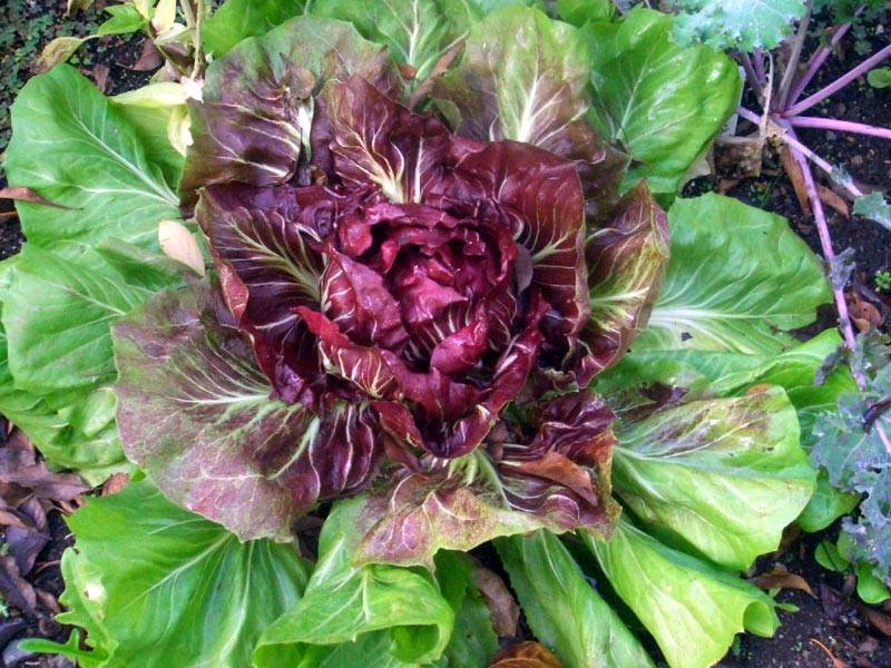 10 рецептов с зелеными салатами. романо, латук, корн, фризе, радичио и другими | блог для дачника.