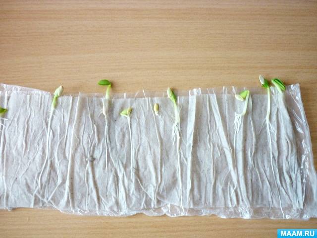 Как сеять огурцы на рассаду: способы проращивания семян, сроки и правила посева
