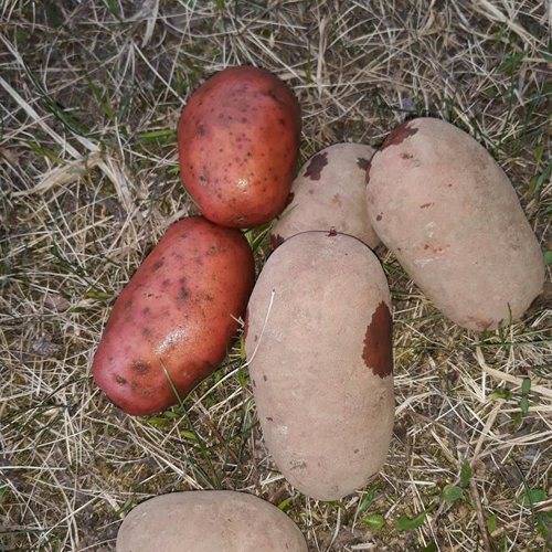 Картофель родриго: описание сорта, сроки созревания, условия выращивания