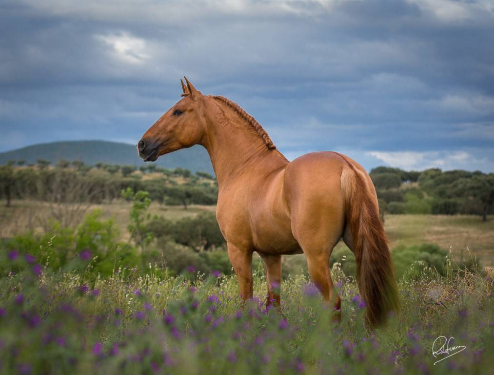 Каурая масть лошади: какого цвета лошадь каурой масти?