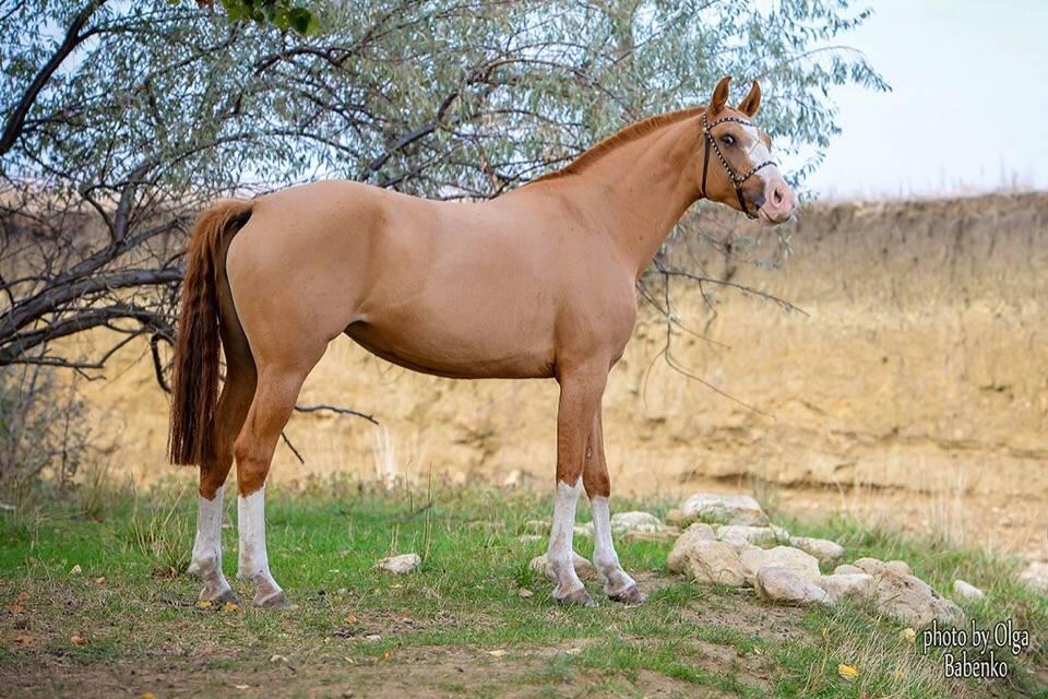 Каурая масть лошади: какого цвета каурая лошадь, описание, расцветки