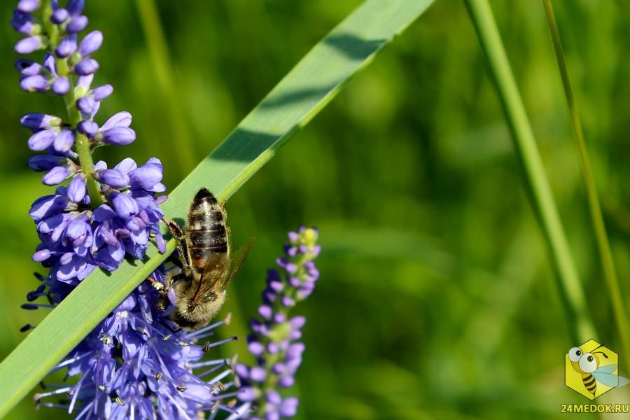 Медоносные травы для пчел — когда специально высевают медоносы в сибири, фото с названиями, видео