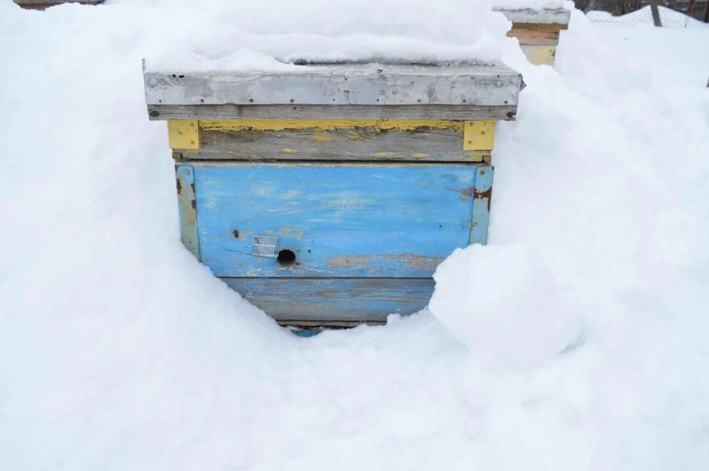 Подготовка пчел к зимовке: осмотр ульев, формирование гнезда
