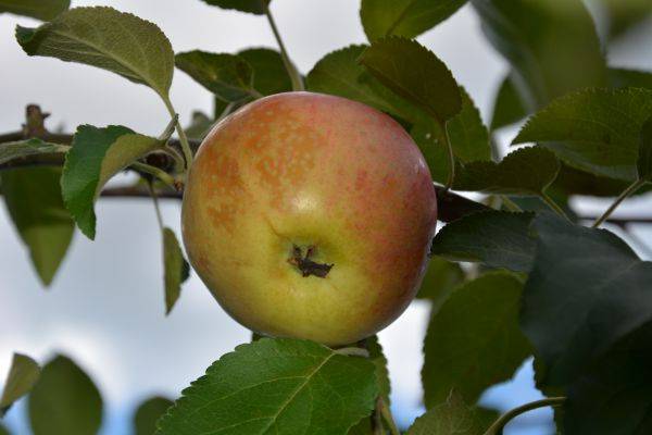 Яблоня сорта пинова: ботаническое описание, агротехника выращивания и уход за деревом, фото, отзывы