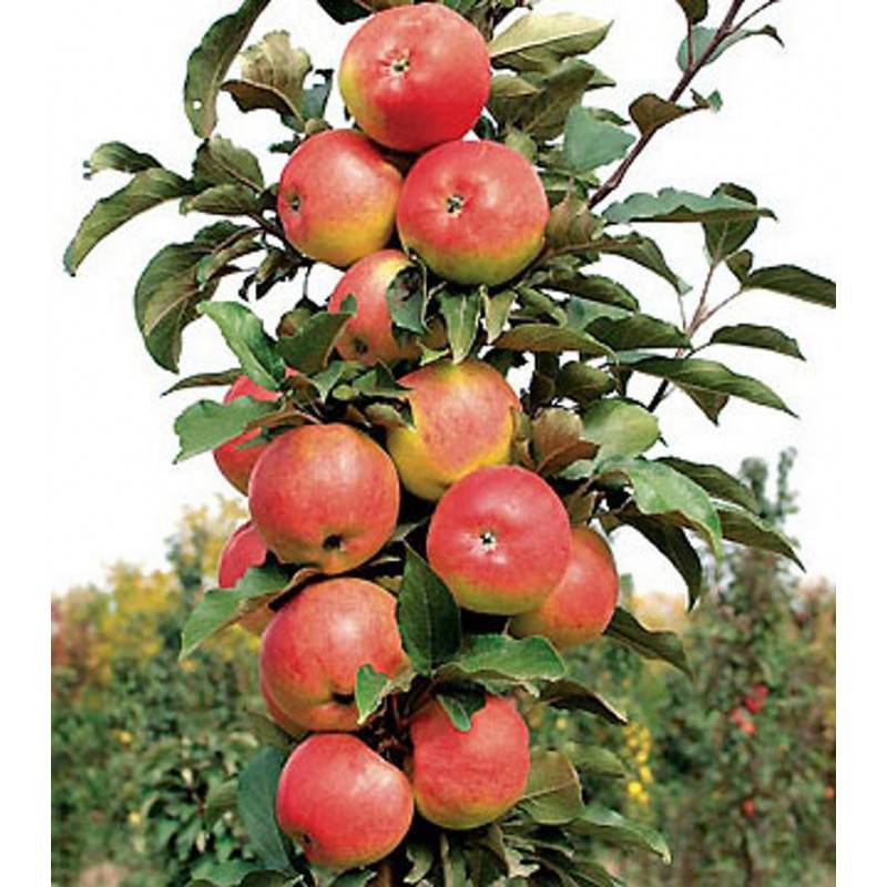 Яблоня останкино: особенности сорта и ухода