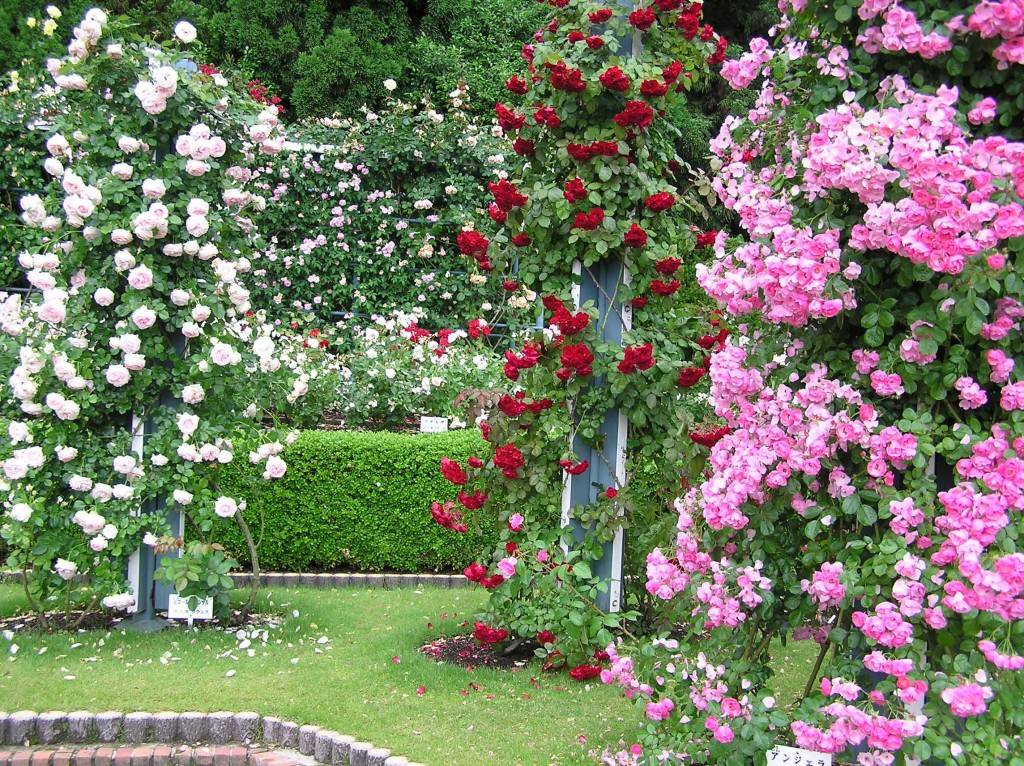 Как правильно: посадить плетистую и штамбовую розы весной