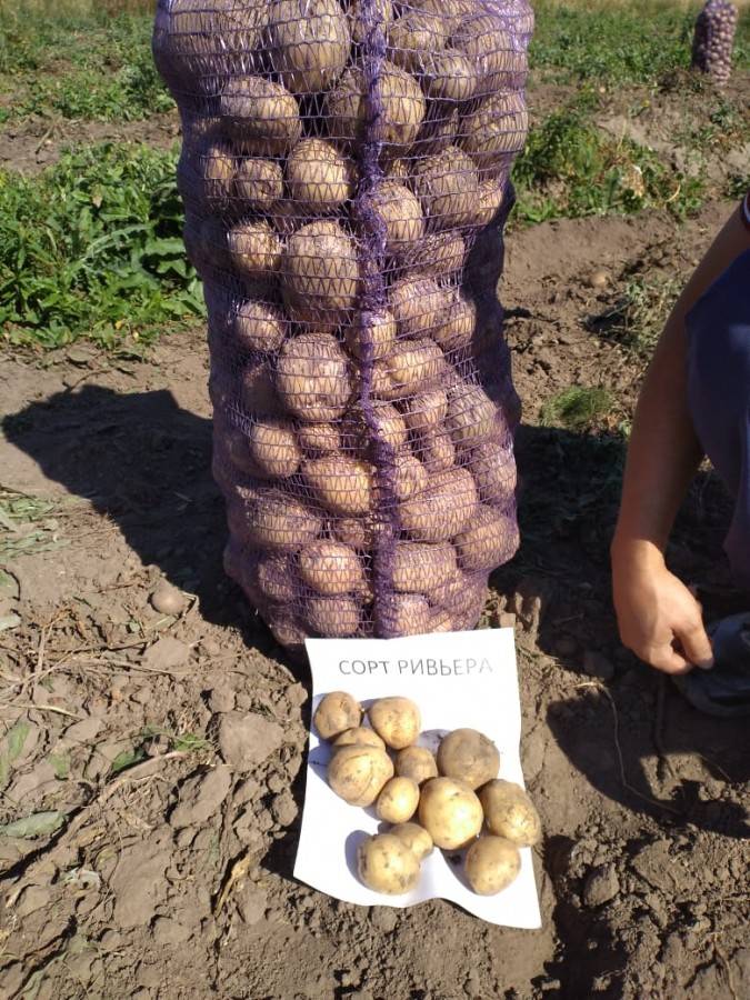 Описание, выращивание и характеристика картофеля сорта ривьера