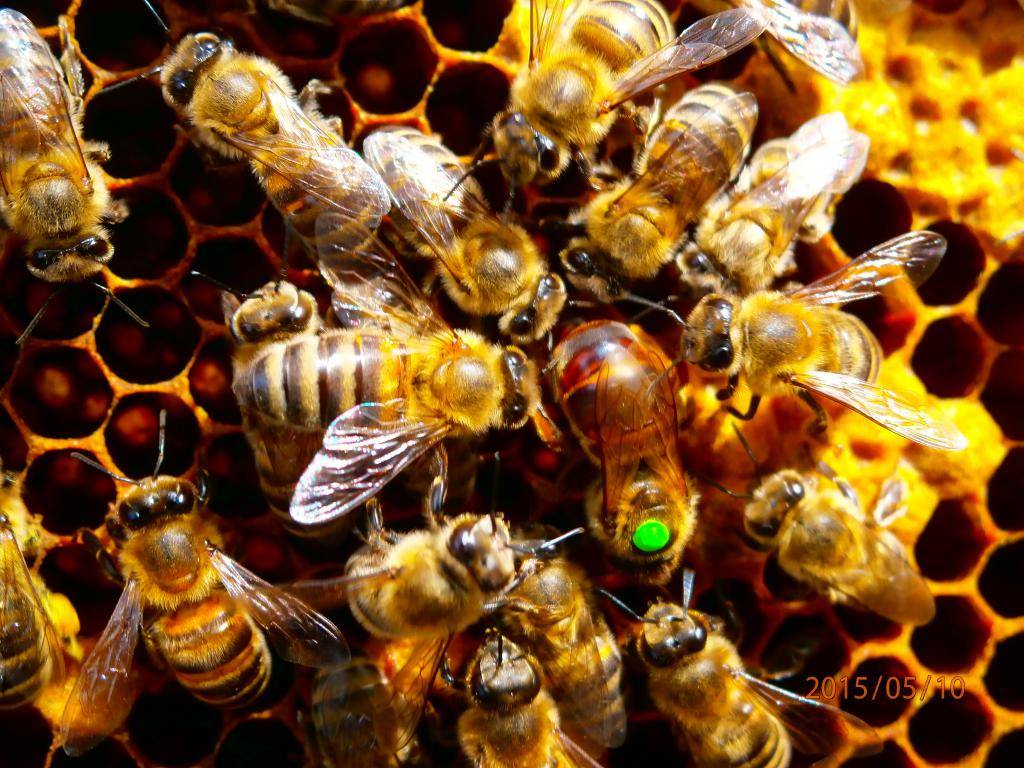 Пчелы "бакфаст": описание породы, их особенности, достоинства и недостатки