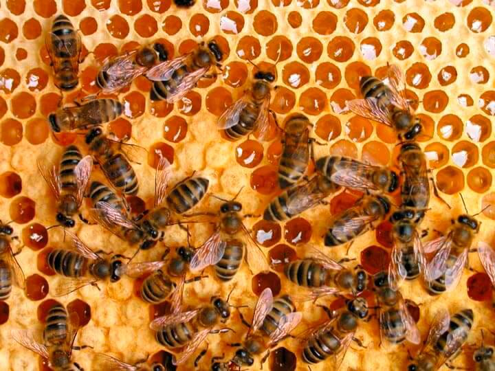 Как пчёлы собирают пыльцу и нектар из цветов, делают соты, производят воск и собирают мёд