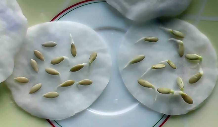 Как правильно замочить семена огурцов к посадке — selok.info