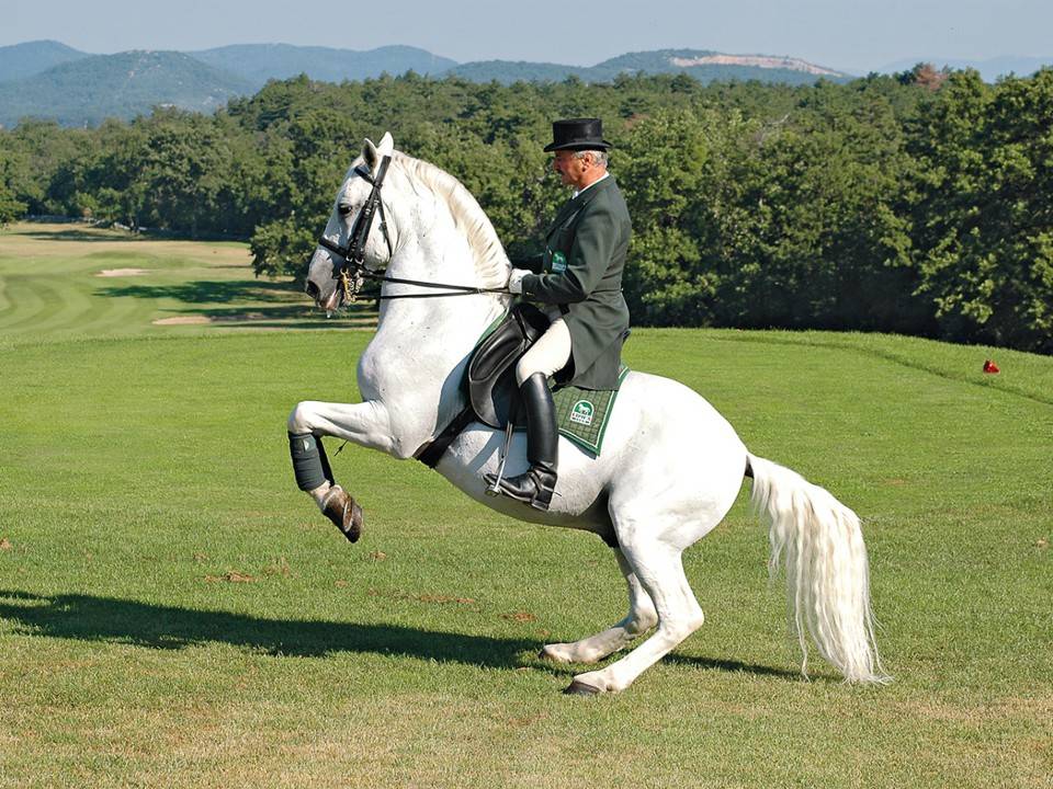 Липицианская лошадь: описание породы, фото