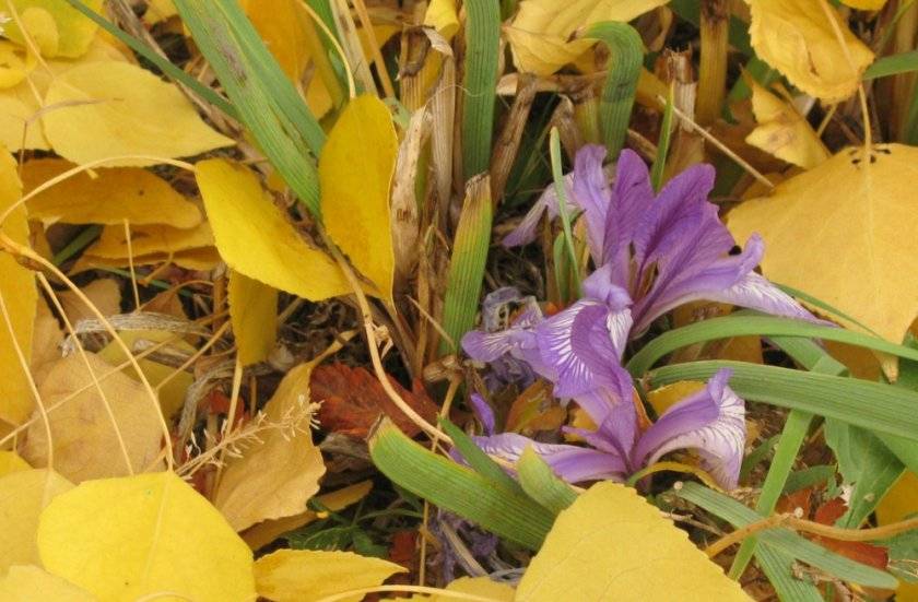 Цветы ирисы – посадка и уход в открытом грунте, фото ирисов, обрезка ирисов и пересадка осенью