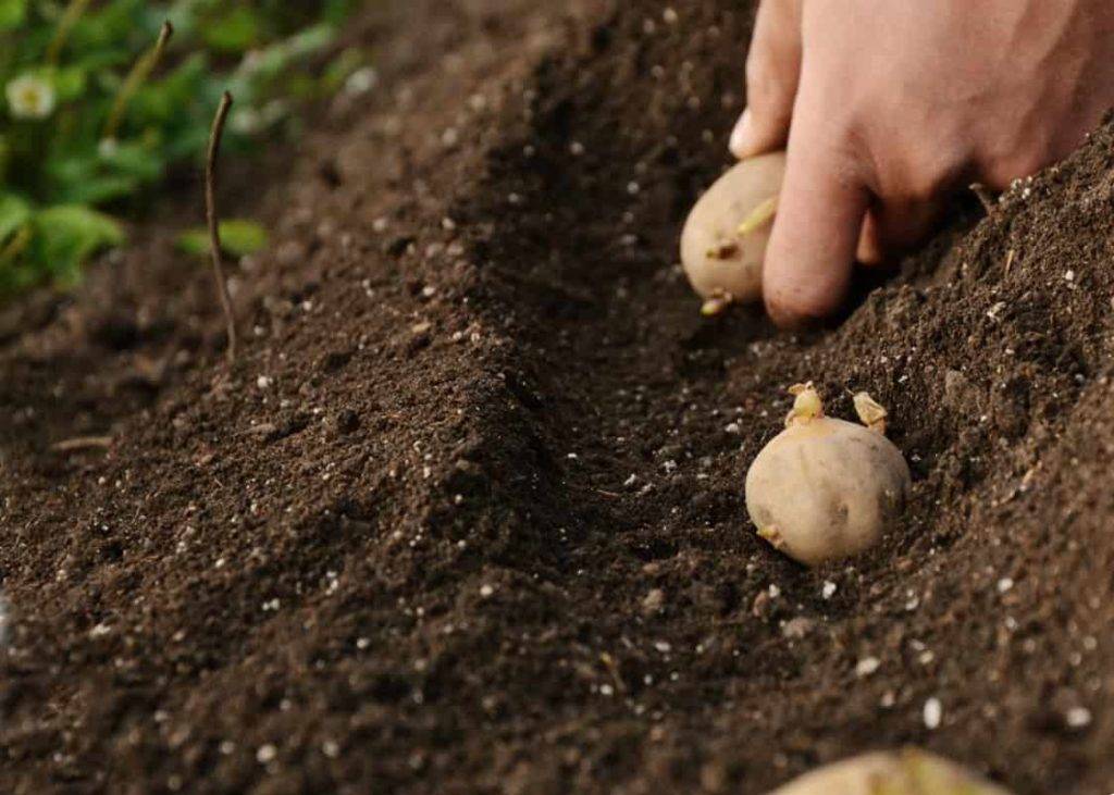 Как правильно сажать картофель: советы новичкам — как сажать картошку — про огород