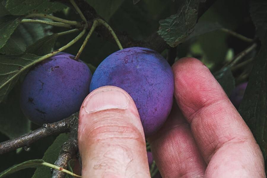 О сливе маньчжурская красавица: описание сорта, агротехника выращивания